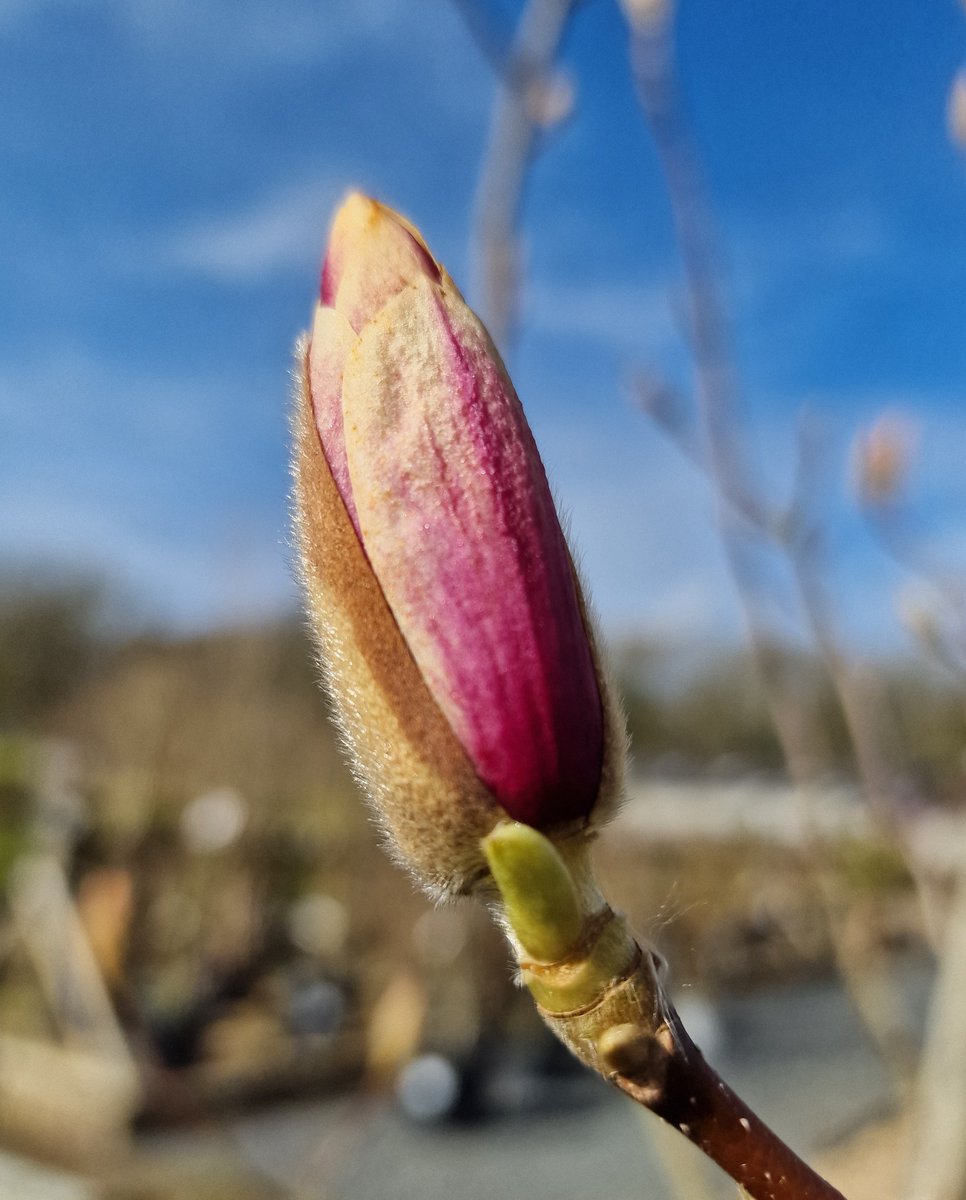 HLPlantCentre's tweet image. Magnolia season is here. These amazing trees with their unique cup shaped flowers that come in white through to dark purple, with many shades of pink between are about to give us wonderful displays #magnolia #magnoliaflowers #treesareawesome