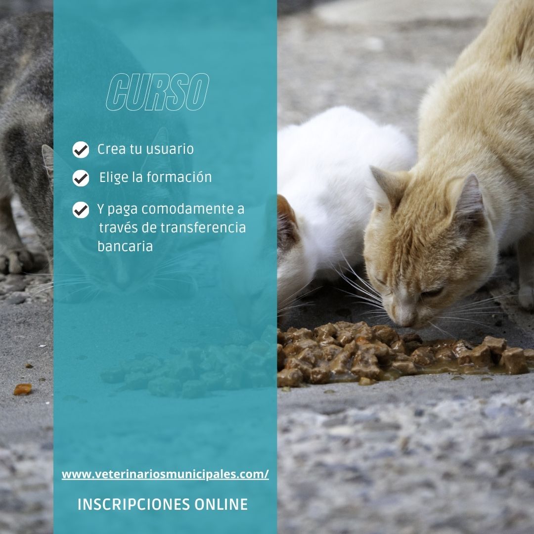 ➡ CURSO BÁSICO SOBRE GESTIÓN INTEGRAL Y CONTROL VETERINARIO DE COLONIAS FELINAS URBANAS
https://veterinariosmunicipales.com
#coloniasfelinas