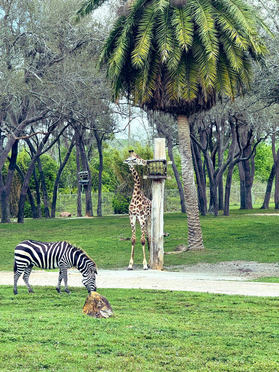 Walt Disney World Animal Kingdom Lodge is one of the best places I have ever been. Have you stayed there and what do you think? #disney #florida #animalkingdomlodge #giraffe #peace #waltdisneyworld #zebra #happiness