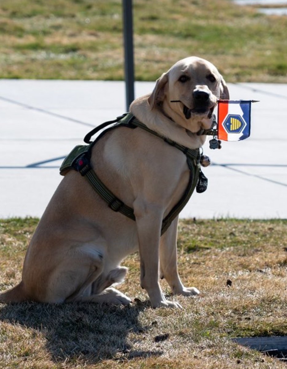 This dog, whoever he is, has my whole heart.