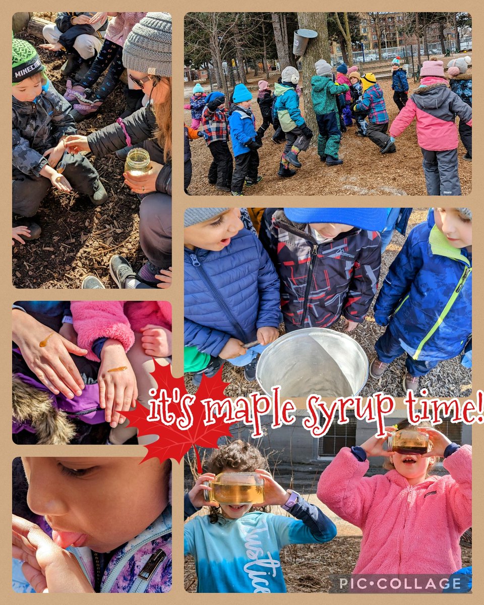 Maple Syrup: a delicious reminder of the beauty &amp; richness of nature. <a href="/TDSBWilkinson/">Wilkinson Junior Public School</a> we learn about maple syrup through announcements; from a guest sharing Indigenous knowledge; by stories, tapping &amp; tasting..then we dance to "It's Maple Syrup Time"! Thank you, maples! #outdoored