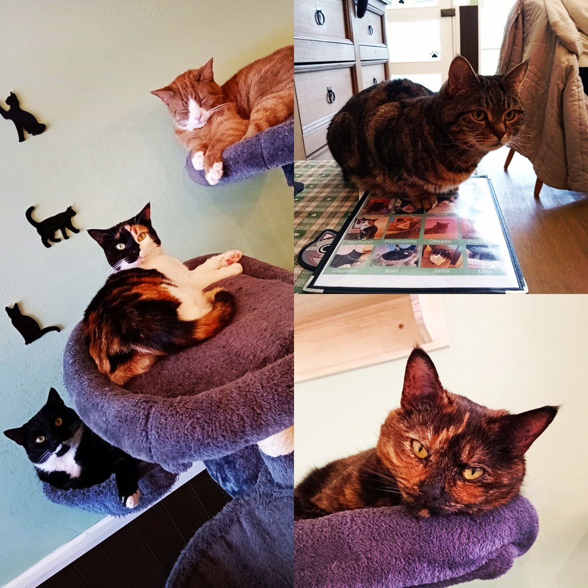 madcatter.pet is simply PURRFECT! 😻 #eastbourne #cat #catlover #catcafe #Caturday