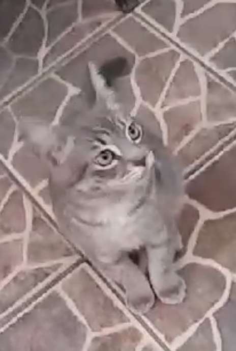 AlertaMePerdi's tweet photo. #PERDIDO #GUAYAQUIL
Nombre: #BEBE
Fecha: 01/03/24
Sector: Norte, Cdla. Bella Aurora 
Sexo: Macho
Raza: Mestizo
Obsv.: Gris, con un collar azul con cascabel
Contacto: 0963213354
RECOMPENSA $ 100.00
¡Ayúdalo a volver con su familia!
#AlertaMePerdí https://t.co/ap7tdHsUi0