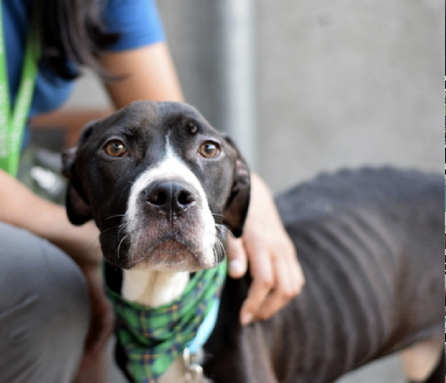 BeeDoDoobieDo's tweet photo. 👋Pleased to meet you, my shelter name is 🥰NICK and I am new to Brooklyn ACC. I have been stray and neglected for awhile and am very skinny 😢😠and underweight. They give me lots of 🫓snacks, 🥓food and water💦 here so I got that going for me, but what I really need is someone I can cuddle up with! I sit for hours each day all alone in a pop up crate. Love is 💞healing, I need more love than I get here to get back to myself. I love pets and snuggles and I also like to play and go for 🦮walkies - this makes me happy, and happy is healthy❤️🩹
https://t.co/SObY68kOdT or DM @CathyPolicky