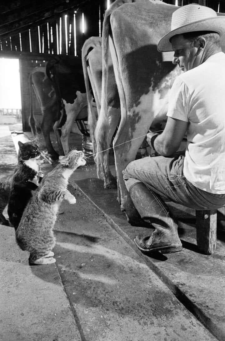 #NoFarmersNoFood  #dairyfarmers #Caturday