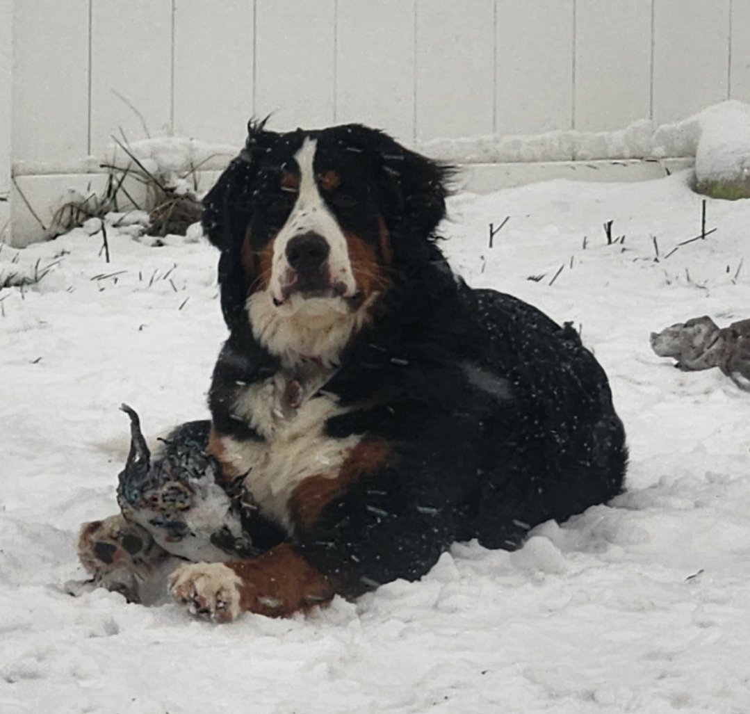 TragedyAnnn's tweet photo. Apparently, the Kong treat toy is no match for a Bernese Mountain Dog :( 

 @KONGCompany do you have any Berner proof toys? https://t.co/sae3frxQoS