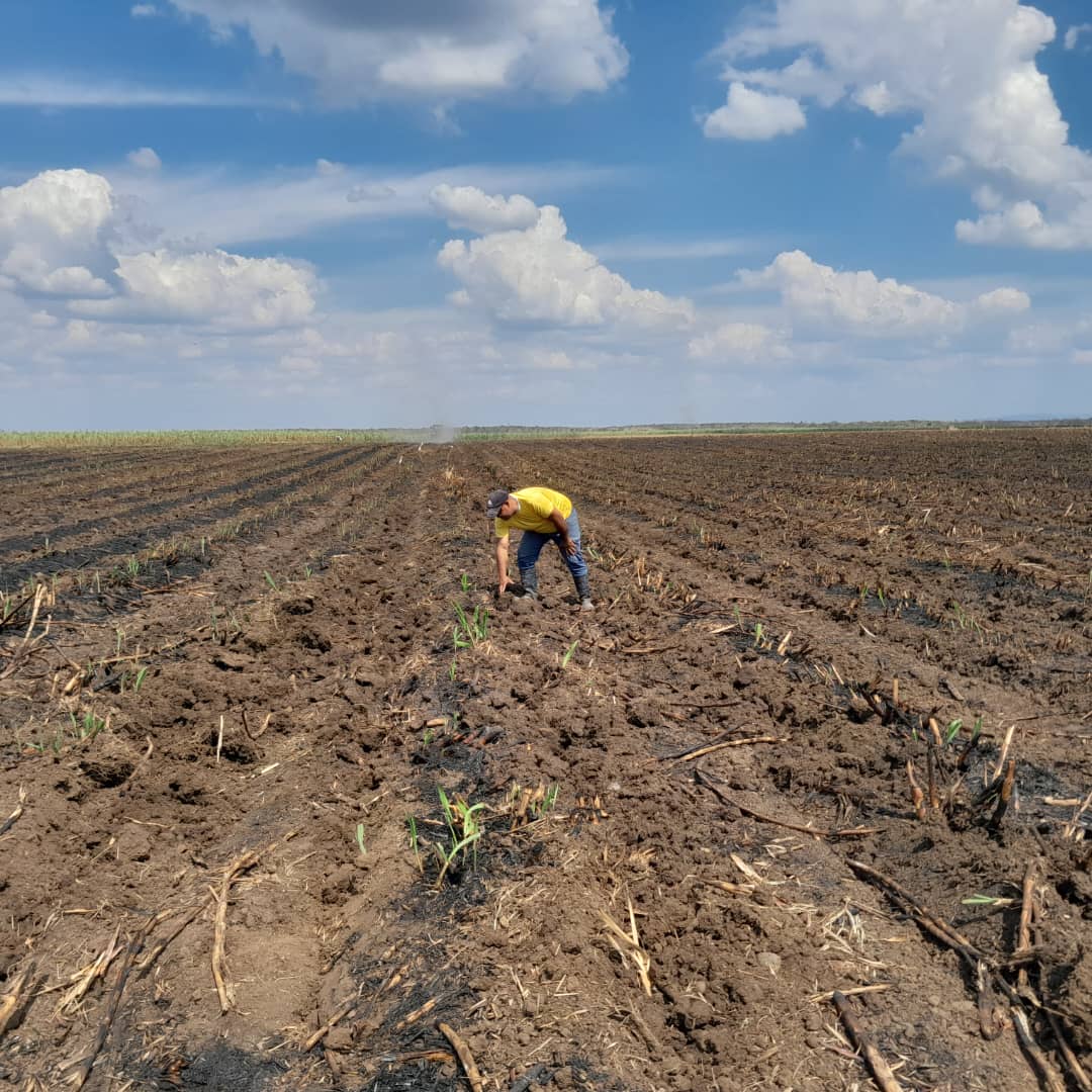 empresa_maso's tweet photo. El recorrido por el Polo productivo Desembarco del Granma, liderado por el jefe de grupo de caña de la @empresa_maso, muestra compromiso y excelencia en labores después del corte de la #caña. ¡Un ejemplo de liderazgo para la producción #Azucareras https://t.co/XM9KZe1dBc