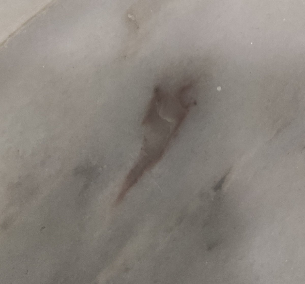 Bathe_Tim's tweet photo. the moment when you realize that the floor in the bathroom has a tau tangle #ADPD2024 #Alzheimer https://t.co/tm2M4Nyxpg