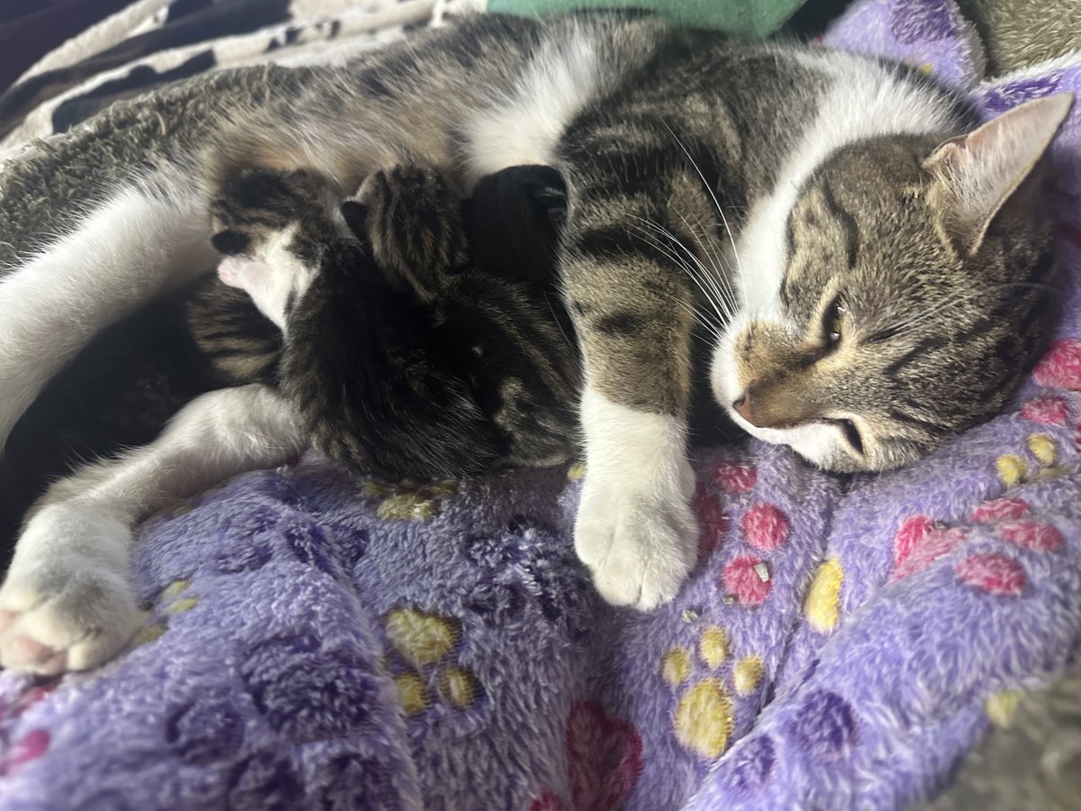 guardiansusa's tweet photo. Emlyn and her newborn kittens are doing well and being closely monitored by our team. Emlyn is proving to be a wonderful mother for her babies who were born in a safe warm place, rather than out in the cold where so many dangers would have welcomed them to the world instead. https://t.co/yaNwasI7LF