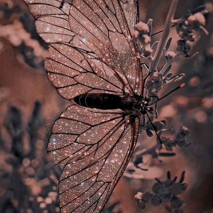 ㅤ
ㅤ
ㅤ                         𓆩 𝐀𝐑𝐀𝐂𝐄𝐋𝐈 𓆪
ㅤ                𝐌𝙴𝚁𝙼𝙰𝙸𝙳  𑁤  𝐅𝙰𝙸𝚁𝚈
ㅤ                 ﹙ ½  𝒉𝒊𝒃𝒓𝒊𝒅  𝒍𝒆𝒈𝒂𝒄𝒚 ﹚

ㅤ               𝙰ʜʀɪᴀᴅɴᴀ  ⟡  𝙿ᴜʀᴇ 𝚂ᴏᴜʟ
ㅤ               𝚃𝐡𝐞 𝙲𝐮𝐫𝐫𝐞𝐧𝐭 𝙽𝐞𝐯𝐞𝐫 𝙻𝐢𝐞𝐬
ㅤ
ㅤ