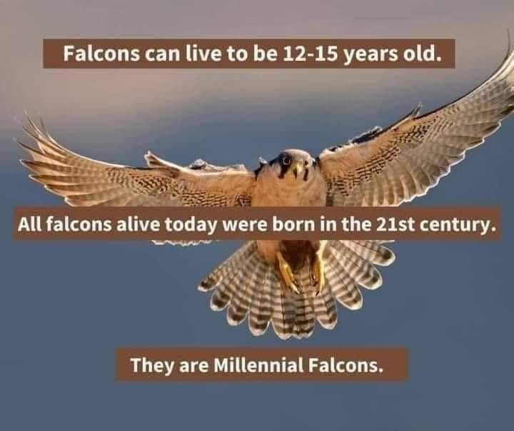 LaGuaridaSith's tweet image. Me lo he comido inesperadamente 😂🤣 #StarWars #MilleniumFalcon