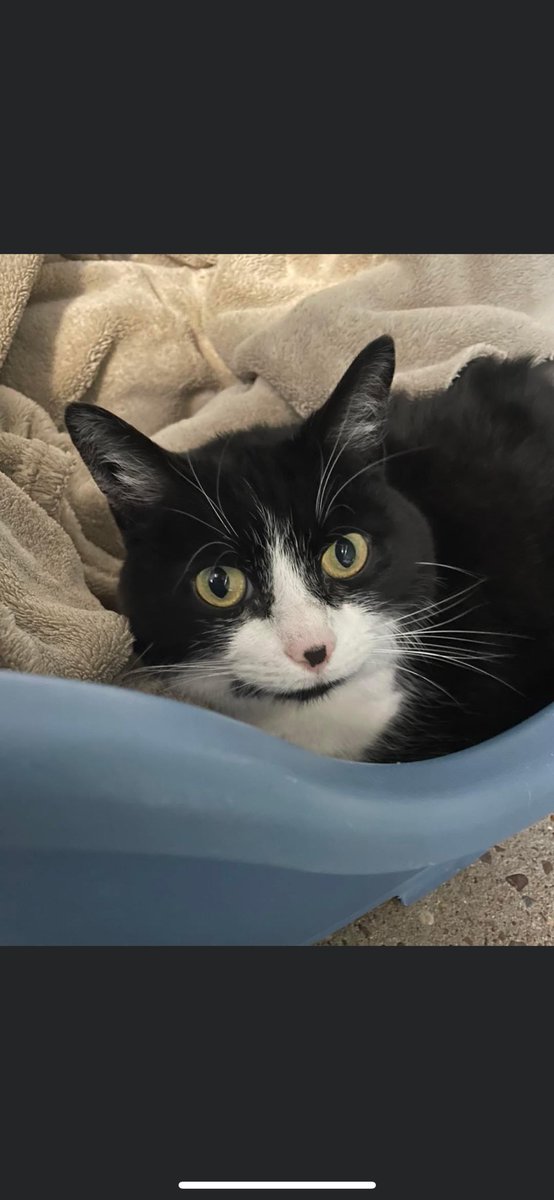 Beautiful Delta is looking for a new home due to no fault of her own. She is coming up to 5 years old. She is a sweet girl who likes some fuss. She has previously lived with other cats but would prefer a home with no dogs. #monochromemoggy #adoptdontshop #rescuecat