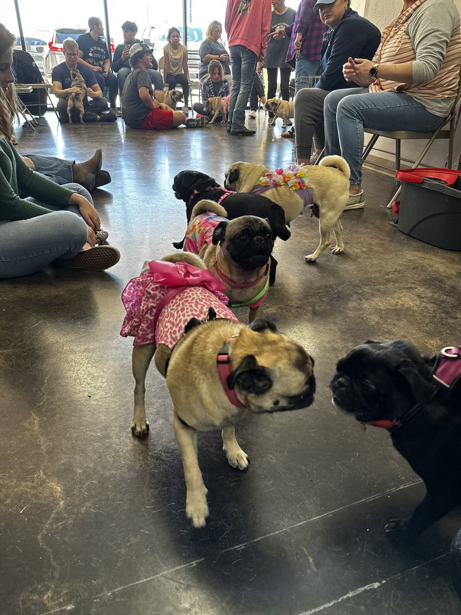 99 Pugs <a href="/PardonMyTake/">Pardon My Take</a> <a href="/PardonMyMeme/">Memes</a> <a href="/BarstoolBigCat/">Big Cat</a> <a href="/PFTCommenter/">PFT Commenter</a>
