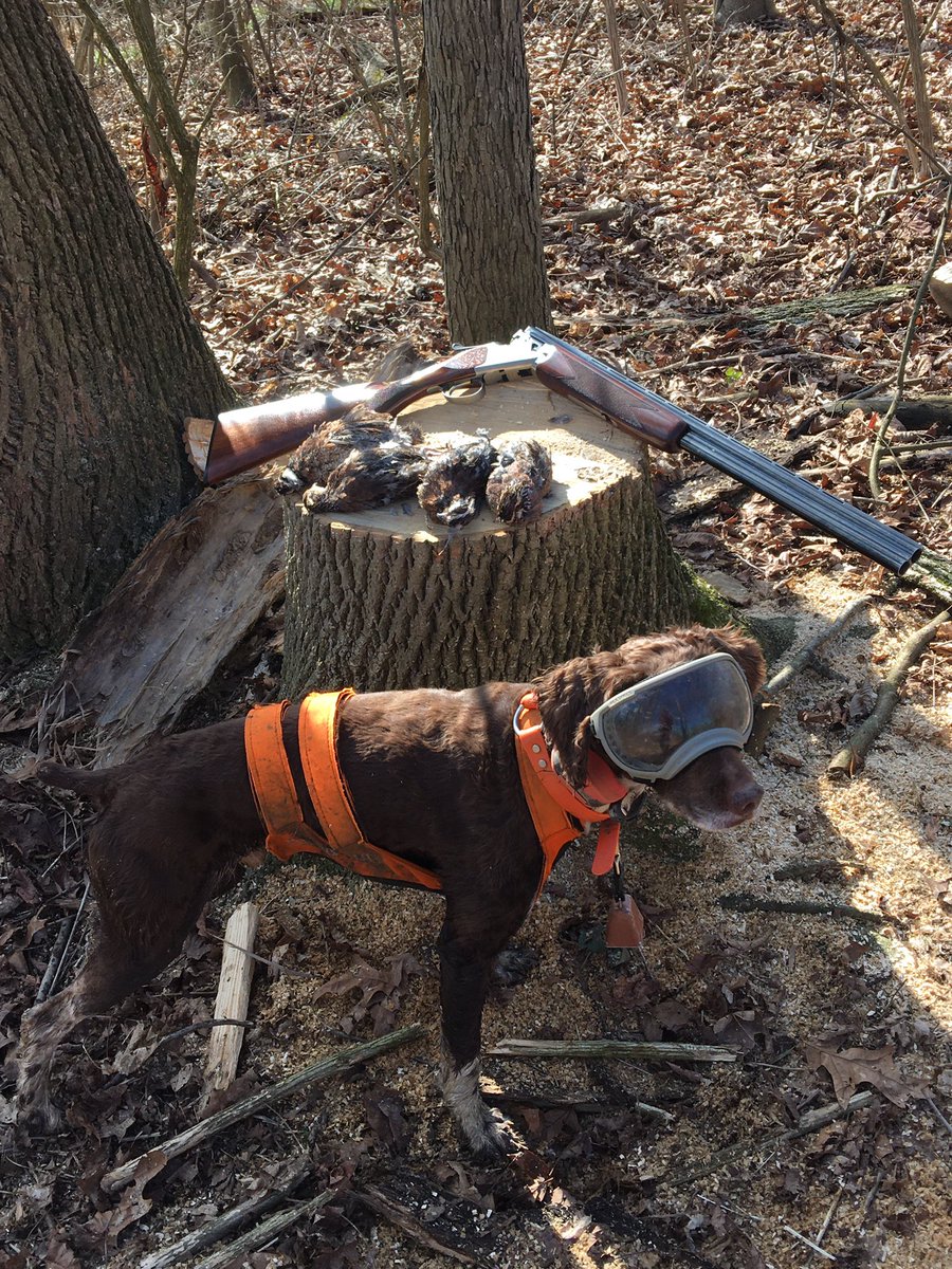 franke124's tweet photo. Thursday afternoon one of six points. 
Four in the bag, two were unsafe shots. 
#gundog #brittanyspaniel #quaildog #quail_forever #rexspecsk9 https://t.co/3FzO6k7NQ0