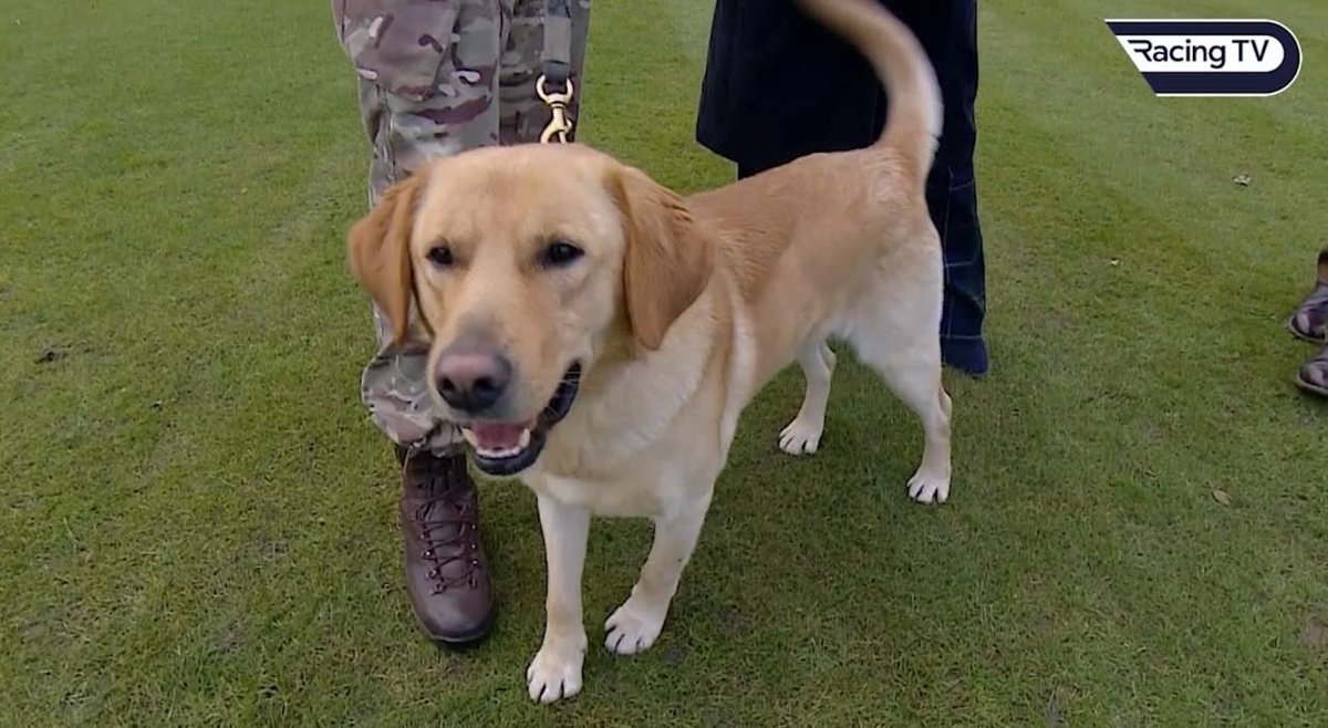 Defence Animal Training Regiment tweet media