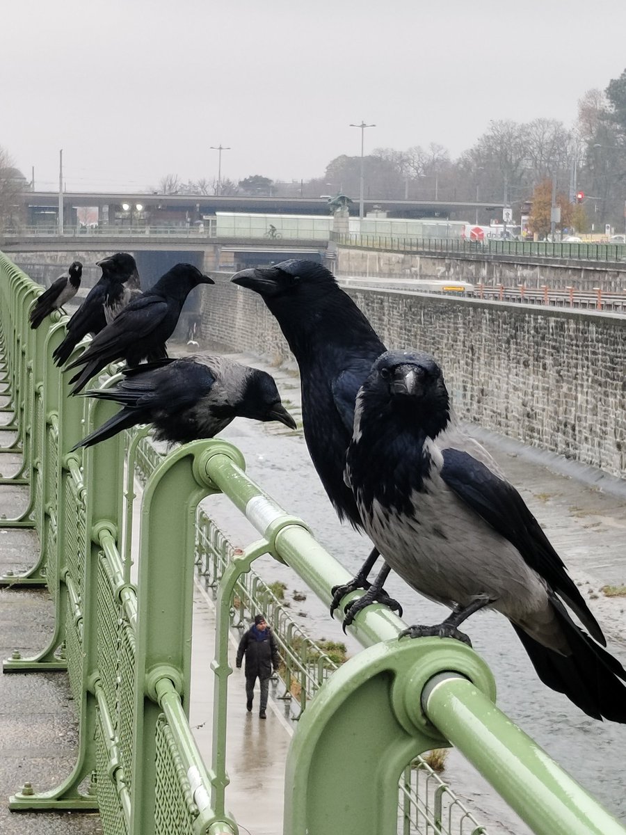 Seven! - The perfect murder and a perfect diversity lineup, grey-black-grey-black-grey- black-grey