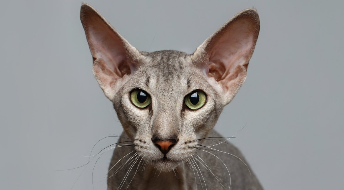 On #Caturday, meet ‘Peterbald’, a #sphinx cat from #StPetersburg 🐱 rbth.com/lifestyle/3372…
