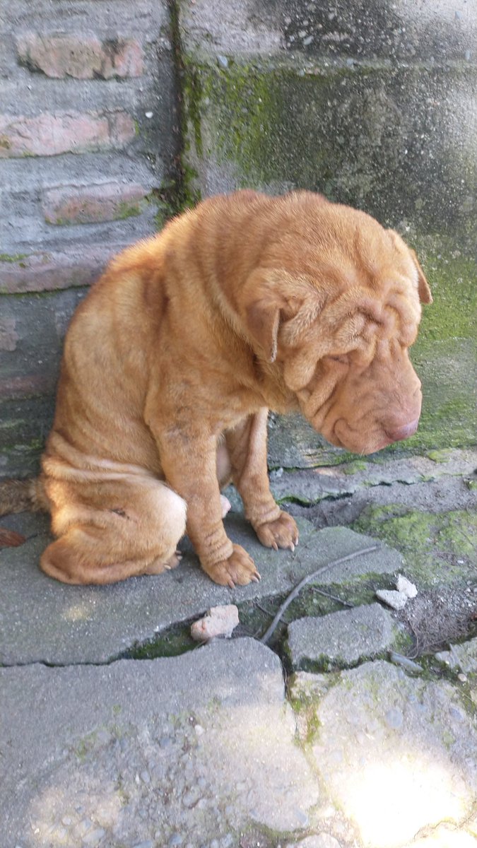 fioreanabia's tweet photo. DIFUNDIR 🙏🏻 lo rescate esta mañana, en total abandono y super debil! ya fue a la vete y ahora se esta durmiendo la que debe ser la mejor siesta de su vida 🥺 NECESITAMOS COLABORACION Y DIFUSION, LO QUE ESTE A SU ALCANCE..

alias: fiorellabottone (BRUBANK) 

GRACIAS DESDE YA ❤️ https://t.co/2DNJwJU6zh