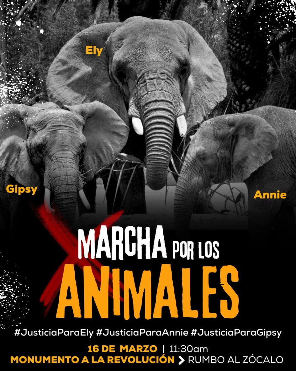 LicAnimalista's tweet photo. El próximo sábado habrá una marcha por los derechos de los animales, no es una marcha de ninguna organización en particular es por y para defender a los animales no humanos. https://t.co/10tLV5dpAm