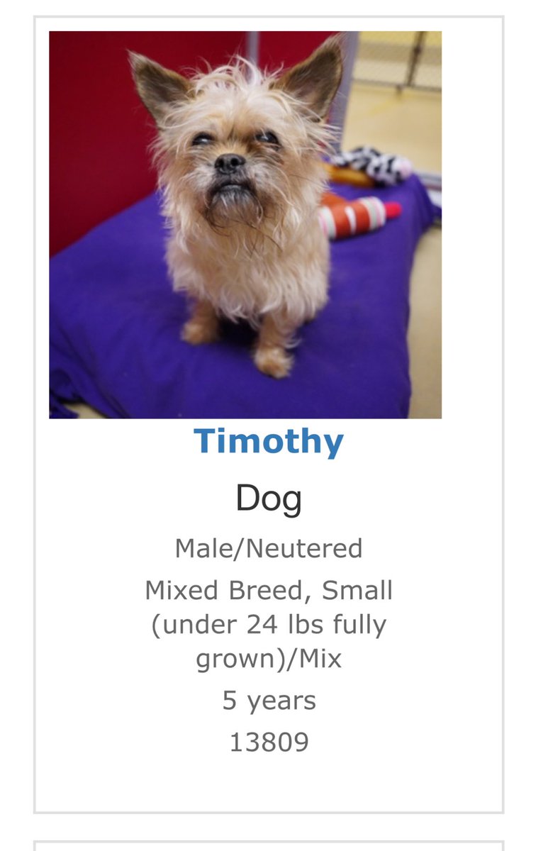 MozzyStickKing's tweet image. Available for adoption at #RochesterMN #pawsandclaws