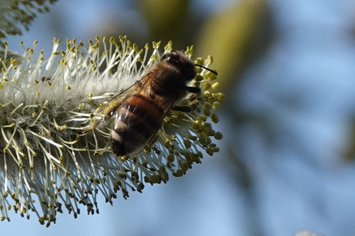 vule_rock_nroll's tweet image. Deze wilg stond op een zonnig plekje en zat deze ochtend bomvol bijen!

#insecten #honingbij