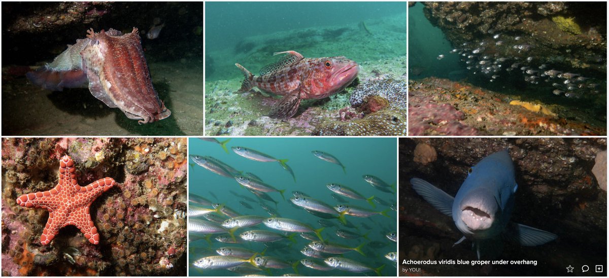 A few more pics from yesterday's @reeflifesurvey, this time from Oak Park, Cronulla #marineexplorer #citizenscience #marinescience #sydneyaustralia #wildlifephotography #porthacking #underwaterphotography