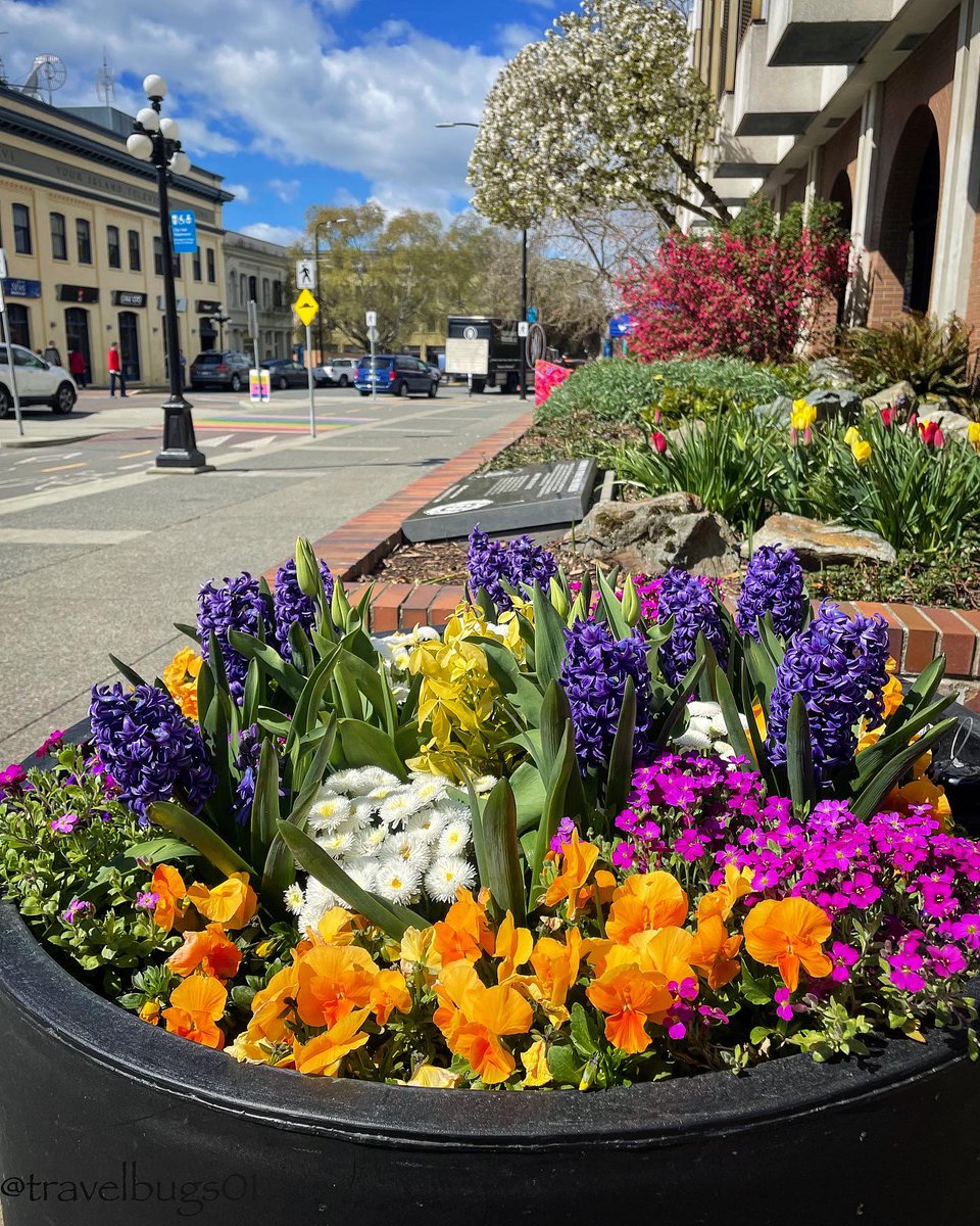 Flower Fun Fact: Here are some common flowers that bloom around Greater Victoria in the early spring: 

💛 daffodils 
💜 crocuses
🌺 rhododendron
🌷 tulips
💮 magnolia
🤍 lilies
🪻 hyacinth

How many of these have you seen so far?

📸 Jeff and Holly Wiman (IG: @travelbugs01)