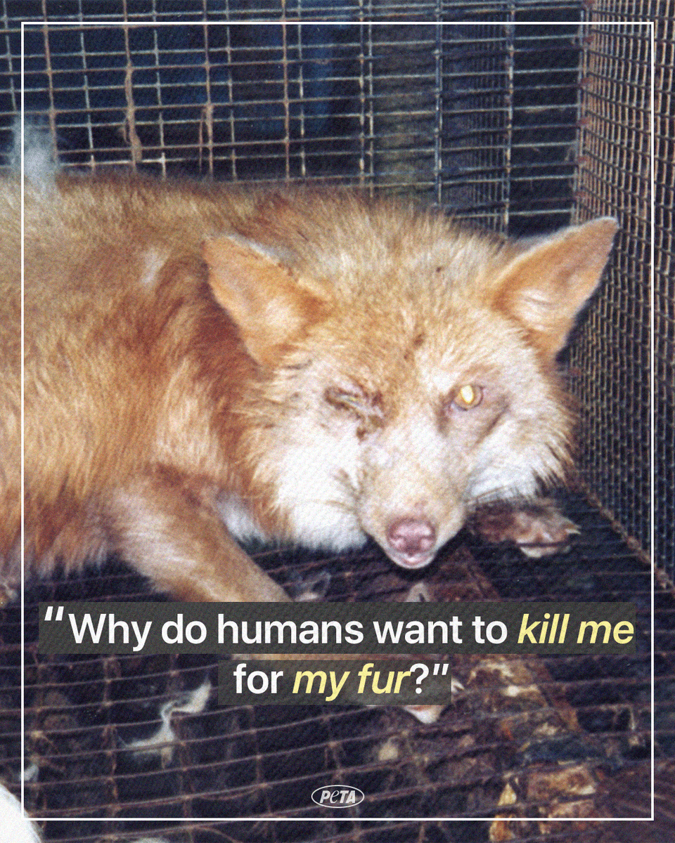 peta's tweet photo. It takes around 10 foxes like him to make a single fur coat 💔😢 All of those lives were stolen, all for a selfish and disgusting display of cruelty. https://t.co/r6WNpKC5Bi