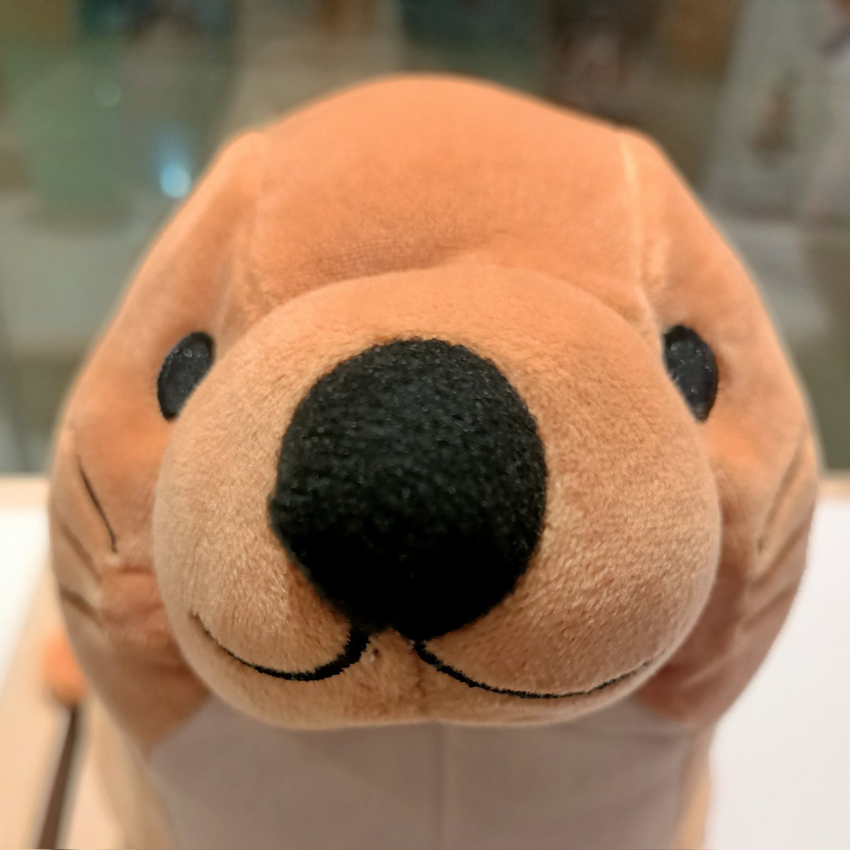 Irisforlang's tweet photo. เทรดรวมตุ๊ดตา พิกัดช็อปปี้  อัปเรื่อยๆ
1) Miniso ตุ๊กตา ตุ๊กตาแมวน้ำ อุ๋งอุ๋ง ขนาด 11 นิ้ว ในราคา ฿269 
#ตุ๊กตา #ตุ๊กตาน่ารัก #แมวน้ำ

 https://t.co/226T9SGTpC https://t.co/t1S8XtCHnQ