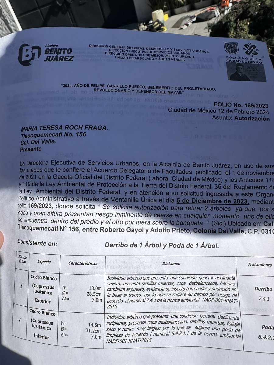 LeonoraEsquivel's tweet photo. Esto sucede en @BJAlcaldia autorizan derribo de árbol por “viejo” y la señora pidió también el derribo del enorme árbol del interior. @supercivicosmx @arturoelpantera @QuiqueTamayoMX @vivanlosarboles @En_laDelValle @genarolozano @PAOTmx https://t.co/sSJ1YWyqV4