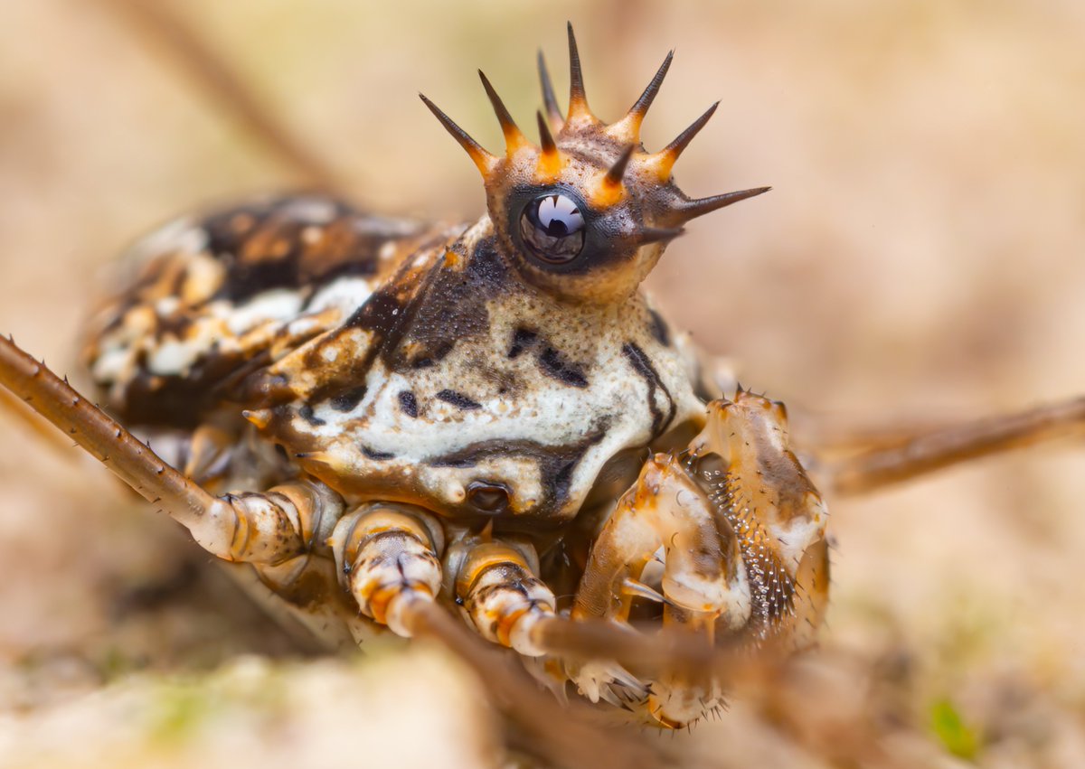 Queen of harvestmen, Megabunus diadema.