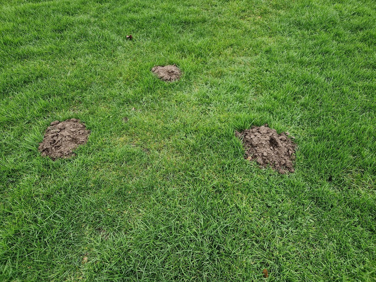 Out of hibernation & time to get started at @Kirk_DeightonCC 4 degrees centigrade & an East wind but we had to start somewhere! Ground too soft for anything heavy duty. Moles an unwelcome development - a Yorkshire version of 'Caddyshack' incoming...#cricket #Yorkshire