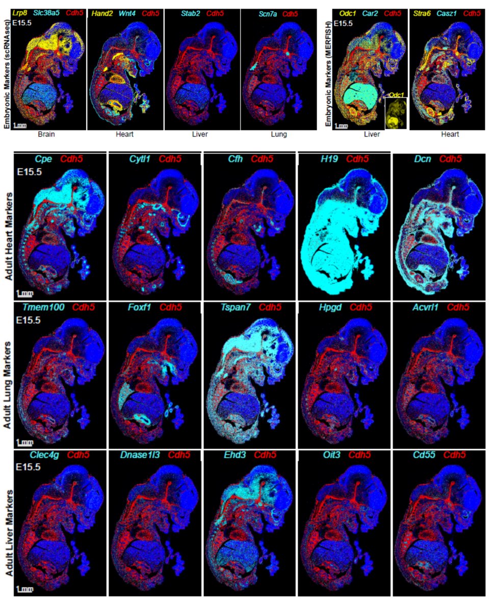 Molecular & Spatial Signatures of🐭Embryonic Endothelial Cells at Single-Cell Resolution
e9.5/12.5/15.5

#ArterioVenousHierarchy & #Organotypicity of Embryonic #EndothelialCell

scRNAseq
#MERFISH #SpatialTranscriptomics
#SciArt

William Pu lab @CircRes 2024