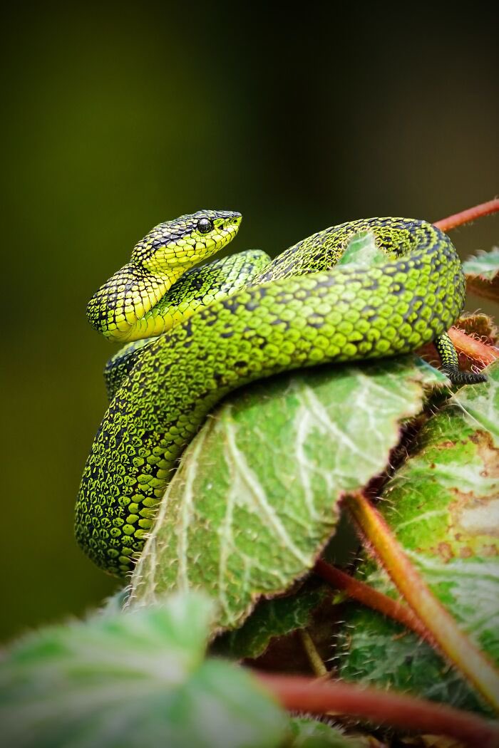 En África aplicaban la 'pena capital' por mordedura de serpiente. Solamente una mordedura de este animal en cada tobillo, y luego dejaban que el hombre pasara el tiempo que le quedaba con su familia antes de morir (bajo supervisión).