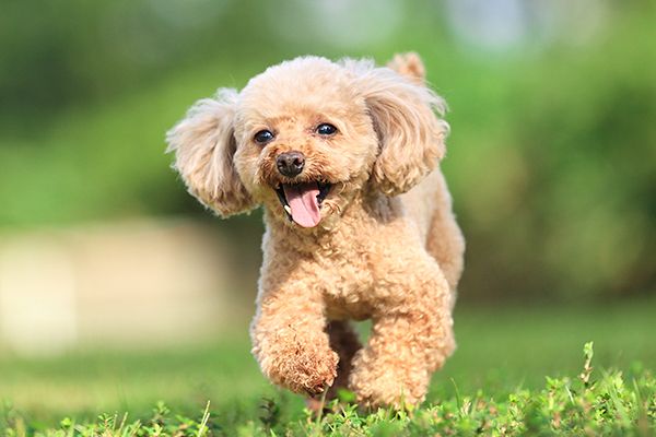 okutoru3's tweet photo. 愛犬のお世話（お仕事や旅行で家を空ける）大切にお預かりします。また車の運転（車の運転が苦手な方、又は社長専用車をあなたに代り運転）さらに、出張手洗い洗車WAX5500円(税込)やオイル交換などディラーに車を持ち込みます。お気軽にご相談下さい。小���犬8㌔まで一泊二日3300円(税込) https://t.co/Z8bWXmRq51