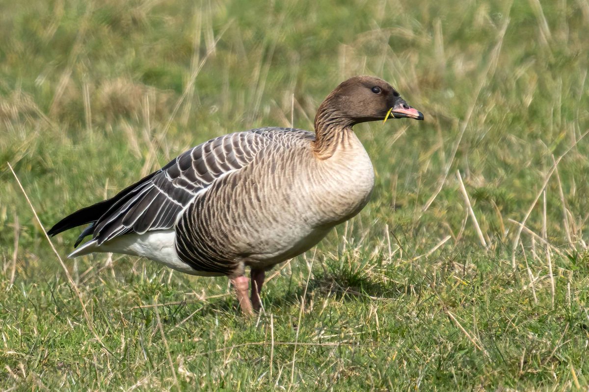 One of the hundreds of Pink-footed Geese feeding near the Loans recently.
#Birds #birdwatching #birdphotography