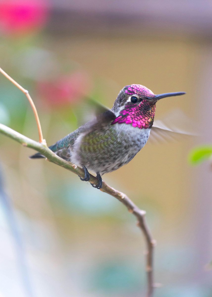 BeeBalancedOrg's tweet photo. Hummingbirds, nature's agile acrobats, are more than just a delight to watch! These tiny pollinators play a critical role in our ecosystems, fostering biodiversity by pollinating flowers that many other species can't reach. Let's cherish and protect their habitats! https://t.co/QkpDRRbap4