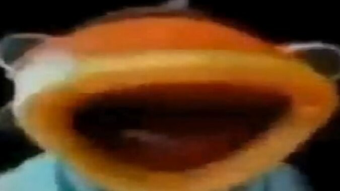 ImNotArian | WHITE FOX ENJOYER ARC tweet media