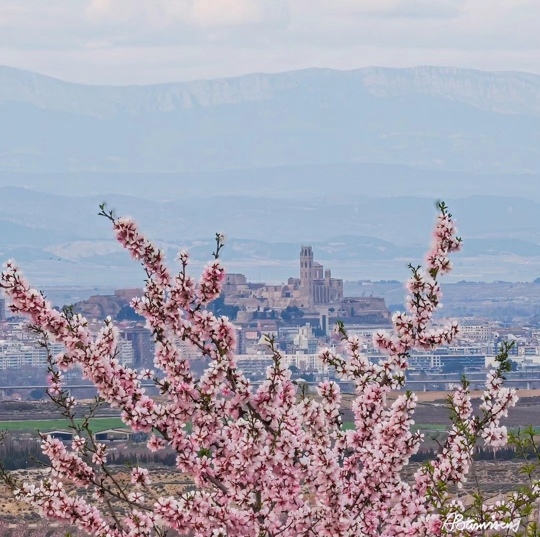 PostureigLleida's tweet photo. Per despedir aquí, ciutadans de Catalunya: la floració #Ponentinament posturil al #BaixSegre ja és aquí des de #Sunyer de l'@antoniosanvisens, merci! 🌸 https://t.co/7wKLGxhbdH