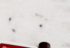 natealex tweet media