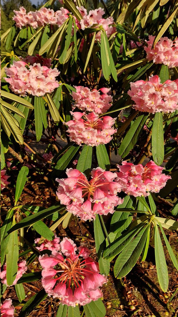 The early flowering rhodendrons of Benmore Botanics are so beautiful. <a href="/BenmoreBotGdn/">Benmore Botanic Garden</a>