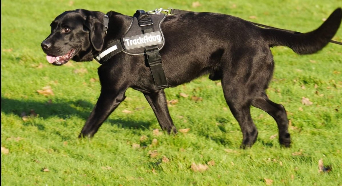 nicky63's tweet photo. @clarebalding @Channel4 Floyd is a member of @Trackadogteam on the Isle of Wight and he and his doggy colleagues go out and search for lost dogs. #crufts #dogswithjobs #lostdogs https://t.co/l2cLEx1I9l