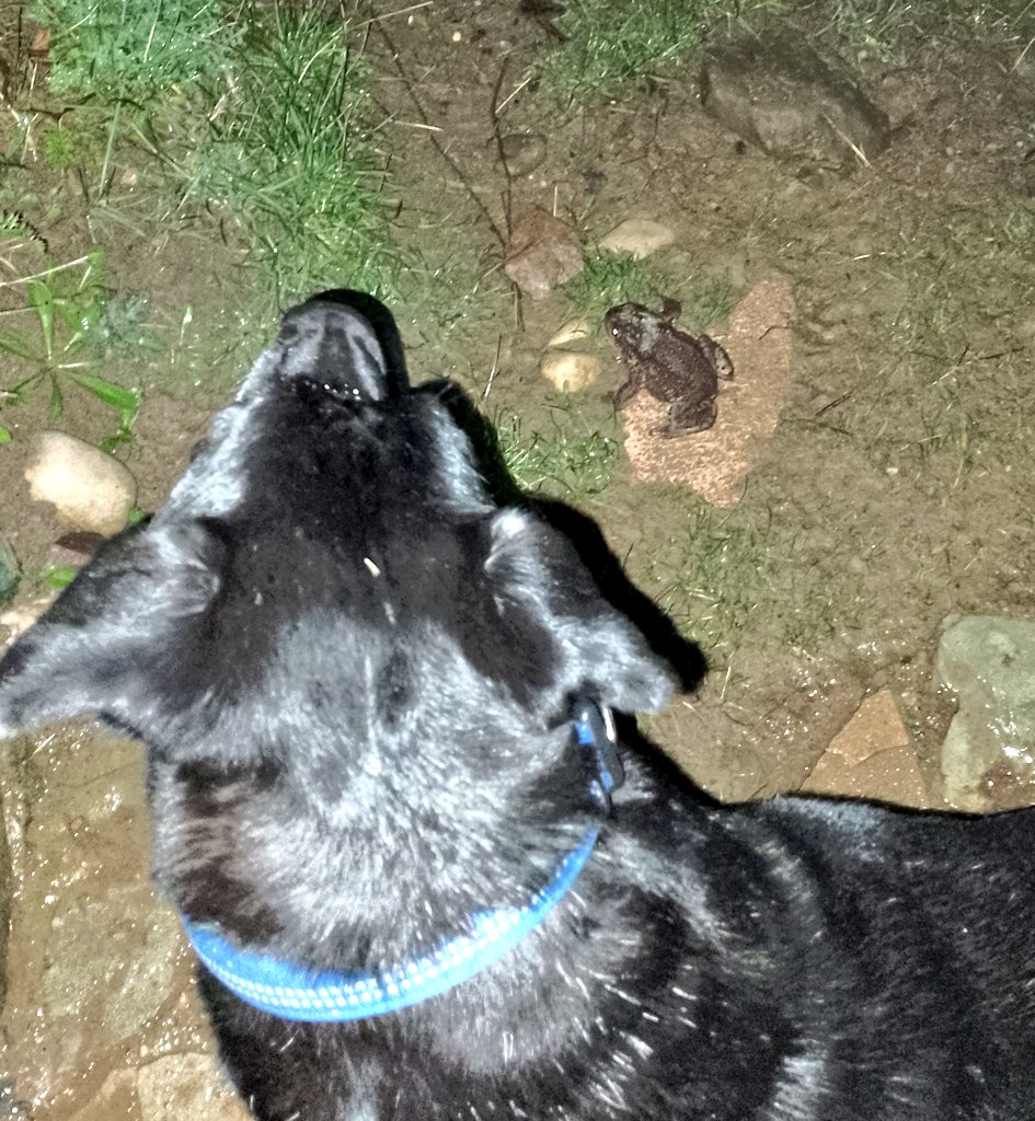 BerislavB's tweet photo. Heki i Kreki:
H: dodijalo blato, sestro, evo i na čelenki ga imam.
K: sve znam... Mene vlaga ubi, na glavi mi se bugija pohvatala.
H: šta ti je bugija?
K: šta ti je čelenka?
H: nego, plakaćemo za blatom i vlagom kad udare redukcije vode i kad uzjašu vikendaši.
K: pravo veliš! https://t.co/plbY8HkeLY