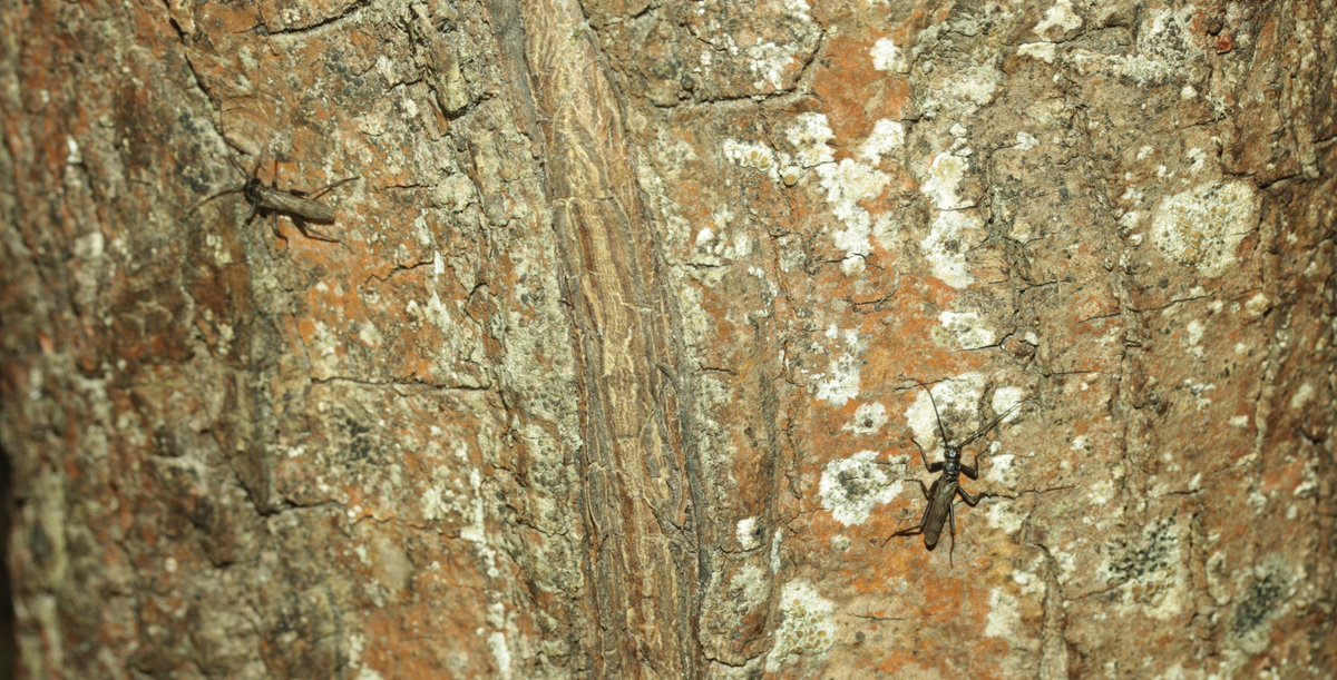 bscgscotland's tweet photo. Male stoneflies looking a good fit with Brachyptera putata after dark on various trees yesterday (8 March) near the River Spey (trees :willow, alder -including dead alder- & photos below Ash) #StoneflySaturday #RiparianZone https://t.co/vRzWjbIiWo
