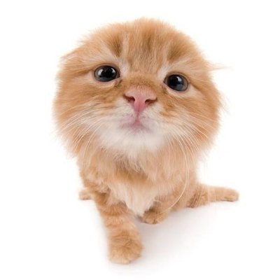 omochioxi's tweet photo. @LuwayS2 @selvermod 🥺🥺🫂 seus elogios são tão precisos, obrigado raxenes!! https://t.co/P80imaKrKU