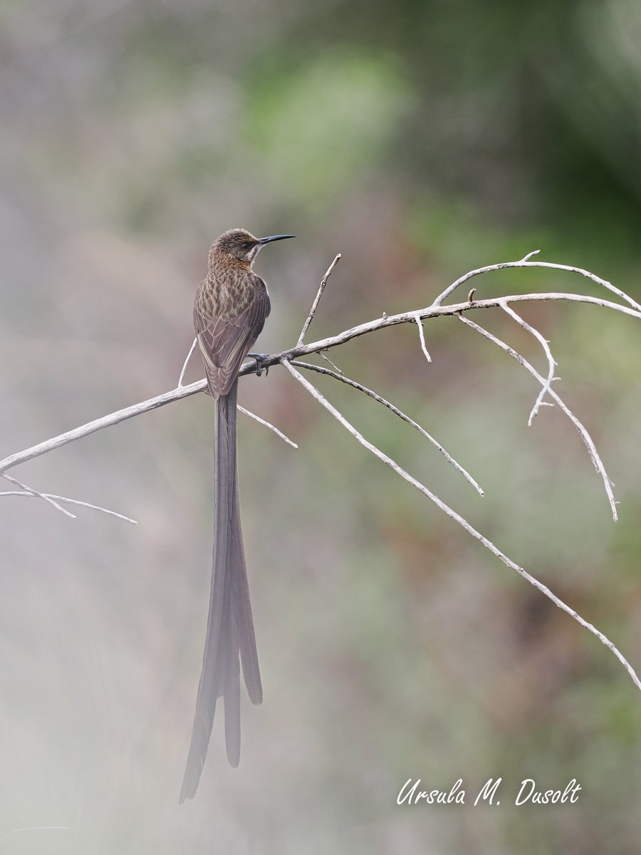 UrsulaDusolt's tweet photo. #Schautmal, nach einer sehr anstrengenden Zeit verbringe ich gerade eine #Auszeit bei meinem Bruder in #Südafrika. Daher gibt es jetzt ein paar Fotos aus der dortigen wunderschönen #Vogel- und Tierwelt. Dies hier ist ein #Sugarbird
#birds #birdwatching #birdphotography https://t.co/bw4cHIVX6I