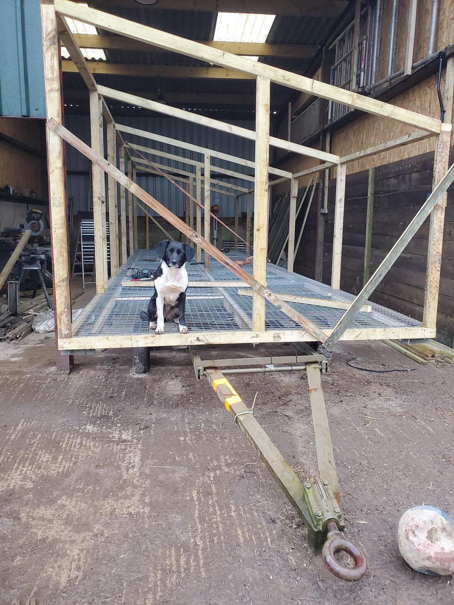 A really great day making progress on construction for our new egg mobile for our #PasturedEggs! 😍 Of course Ruby kept an eye on proceedings! 🤣 #farming