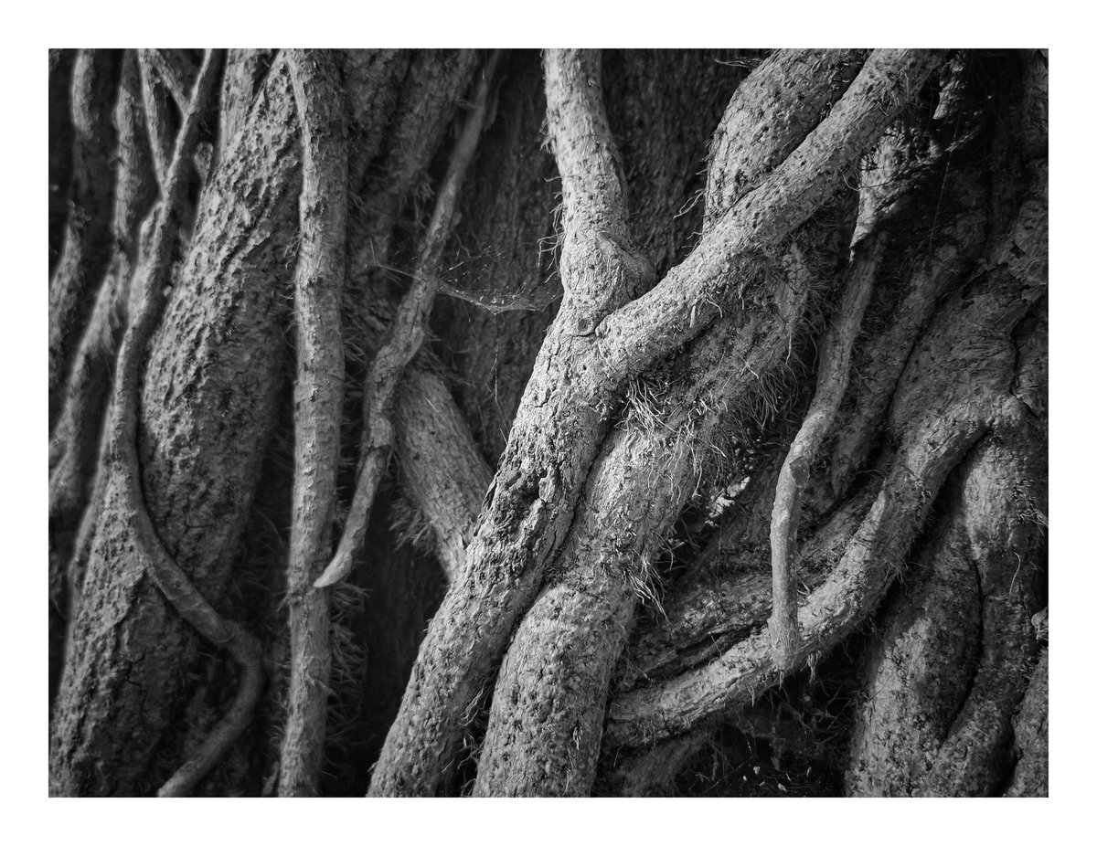barkscapechn's tweet photo. "The Octopus."

Tree bark and growth across and around the tree bark looking like the tentecals of an Octopus.

#Treebark
#Treebarkphotos
#Treebarkphotography
#Abstractphography
#woodlandphotography https://t.co/qPhEQsVAcY