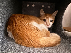 PeterAskin1's tweet photo. Oldie "Louie" at NYC ACC hopes to live
&amp; that an angel has love &amp; a home to give!
Scared he'll need some time to heal
Adopt because his need is real!
&amp; hey dear friends I hope you're all on board
to pledge whatever you can afford! 🙏
VERY URGENT! 
https://t.co/3xwRAzoyGU https://t.co/TmBmOeLnK6