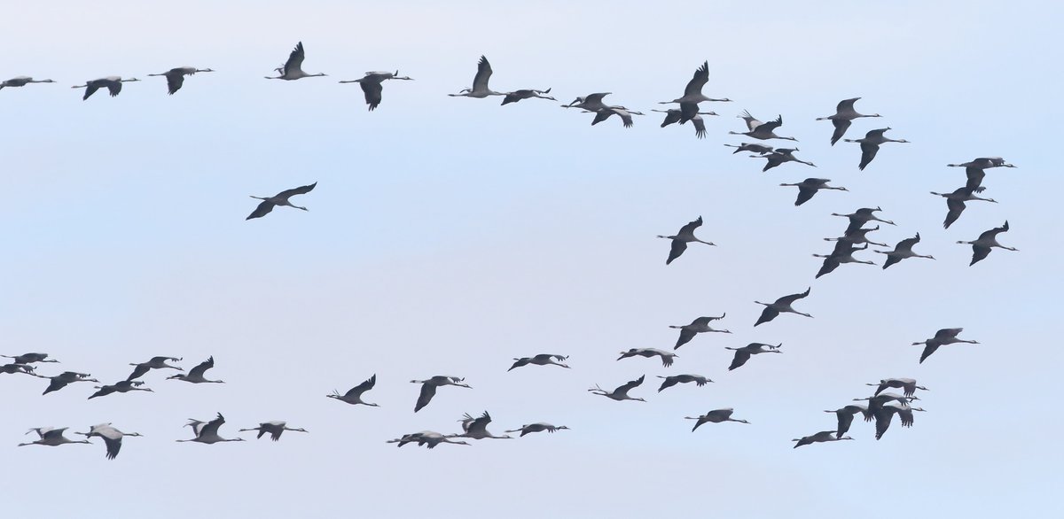 Hele mooie dag met grote groepen #kraanvogels over het midden en westen van NL vandaag. Meestal moet je er voor in het oosten zijn maar vandaag vlogen ze bijna over elke provincie. Ook goede aantallen zangvogels vandaag op #vogeltrek. Meer is onderweg!